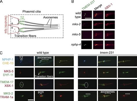 C Elegans TMEM 231 Functionally Interacts With Other TZ Proteins And