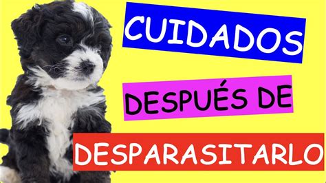 Todo Lo Que Debes Saber Despu S De Desparasitar A Tu Perro Youtube