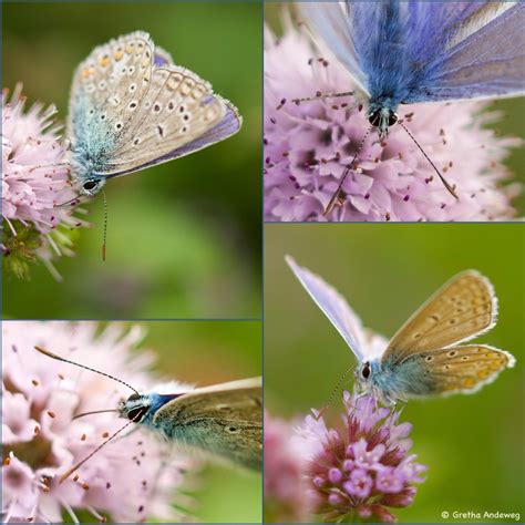 Vroege Vogels Foto Geleedpotigen Icarusblauwtje