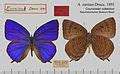 Category Lepidoptera Of The Solomon Islands Wikimedia Commons