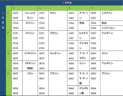 コドンとは簡単に言うとどんな意味？コドンの種類やアンチコドンについてもわかりやすく解説！