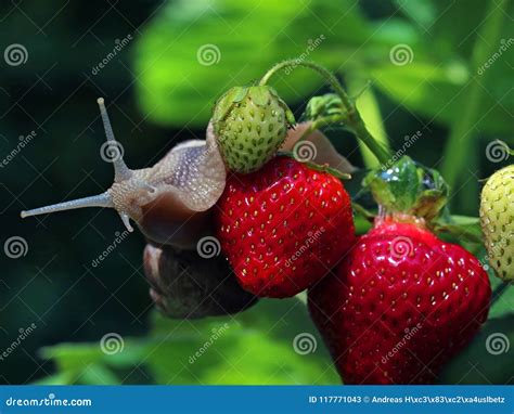 Snail Is Crawling On Fresh Strawberries Slugs In Your Garden Close Up