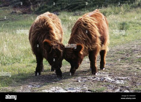 Scottish Highland Cattle Stock Photo Alamy