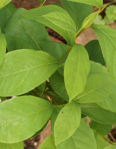 Spicebush - Lindera Benzoin | Deciduous Shrubs | Cold Stream Farm