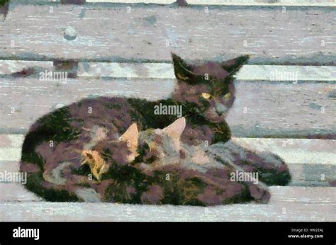 Stray cat feeding kittens Stock Photo - Alamy