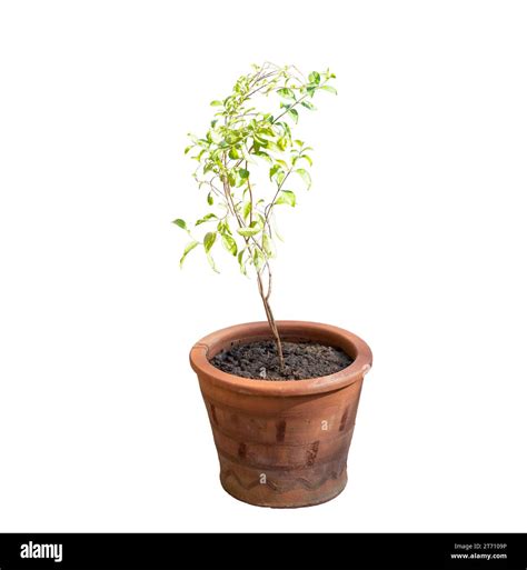 henna lawsonia inermis mehandi mehndi fotos und bildmaterial  hoher