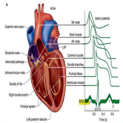 Top Heart Specialist in Indore - Best Heart Health Center