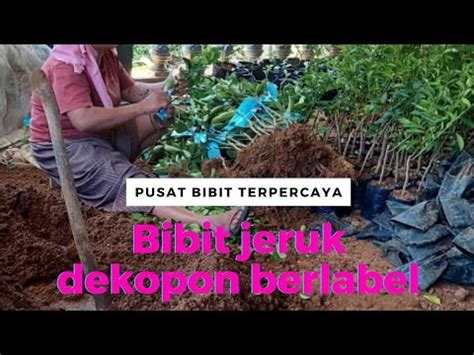 Jual Bibit Jeruk Dekopon Di Morowali Wa Bibit Jeruk