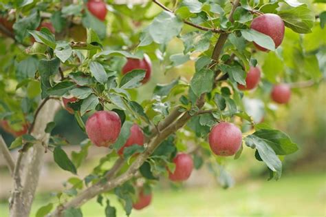 Apfelbaum Im Alten Obstgarten Pfel Bereit Zur Ernte In Der