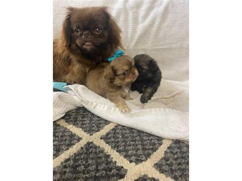 3 Males Pekingese Puppies Wylie Puppies For Sale Near Me