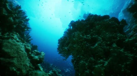 An underwater view of a coral reef with fish 34804460 Stock Video at Vecteezy