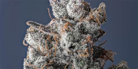 Strain Spotlight GMO Wayne Releaf