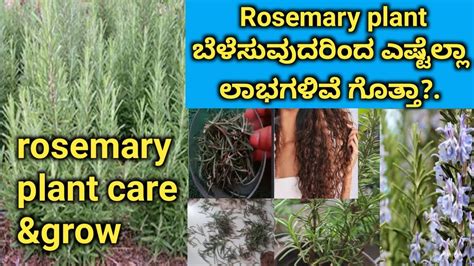 How To Careandgrow Rosemary Plants For Benefits Vibhargi Vlog In