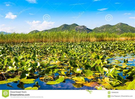 Parque Nacional Del Lago Skadar Montenegro Foto De Archivo Imagen De