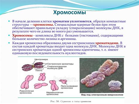 Клеточная теория. Строение клетки - презентация онлайн