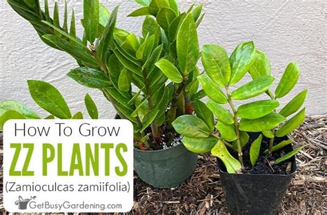 Zamioculcas Zamiifolia Propagation