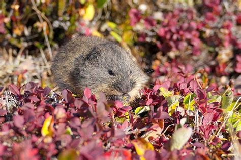 Lemmings' mysterious population cycle may finally have an explanation ...