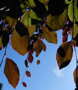 Rot Buche Baum Blatt Rot Fagus Sylvatica Galerie Album Bilder Fotos