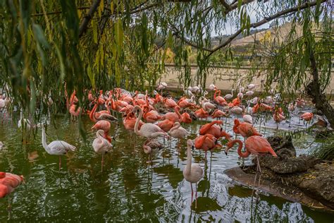 Safari West Ca November 2019 Safari West Wildlife Preserve Flickr