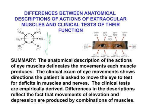 Extraocular Muscle Anatomy Vs Clinical Testing