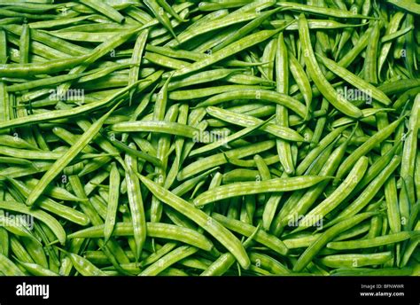 AAD 61703 : Vegetable ; cluster beans or gawar Stock Photo: 26911523 ...