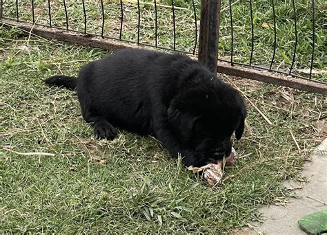 Healthy & Smart Labrador Puppies for Sale Queensland