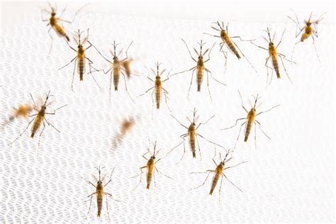 Adult Aedes Aegypti Naked Scientists