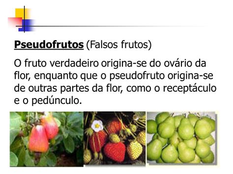 O Que É Um Pseudofruto - Jabuticaba é um Pseudofruto? – Mundo Ecologia