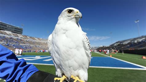 Air Force Falcon Mascot, Aurora, Has 'Life Threatening' Injury After ...