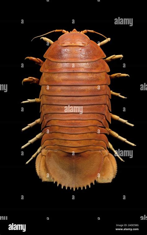 Giant Isopod Specimen Bathynomus Giganteus Isopod Specimen That Has