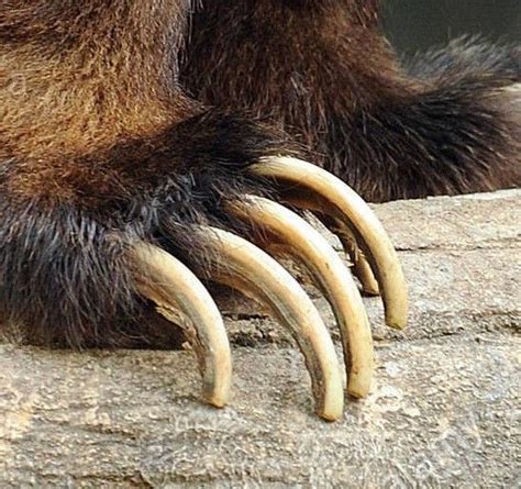 large grizzly claws bear claws grizzly bear paws