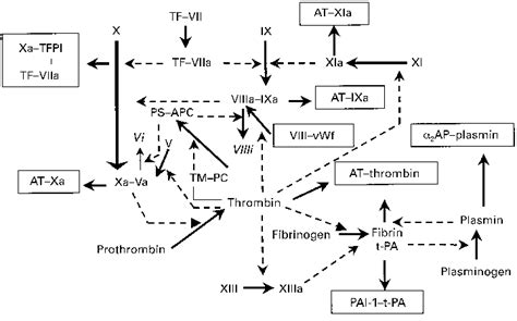 Coagulation Cascade Tissue Factor TF Factor VIIa Complex Initiates