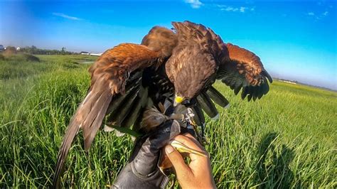 Hunting With Harris Hawk Youtube