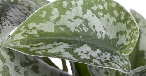 Scindapsus Pictus Gefleckte Efeutute Gartencenter Meckelburg