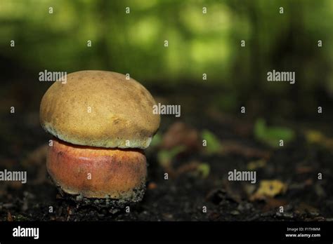 Bitter Beech Boletes Hi Res Stock Photography And Images Alamy