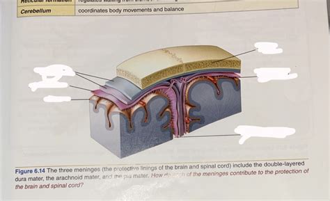 Meninges Diagram | Quizlet