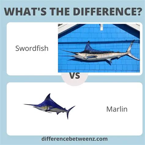 Differences Between Swordfish And Marlin Difference Betweenz