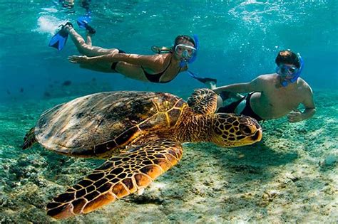 2023 Amazing Adventure In Akumal Swim With Turtles And Discover Tulum