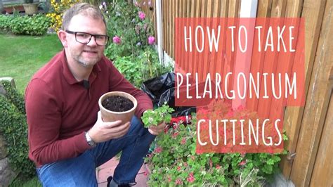 How To Take Pelargonium Cuttings Easy Cuttings To Take In September