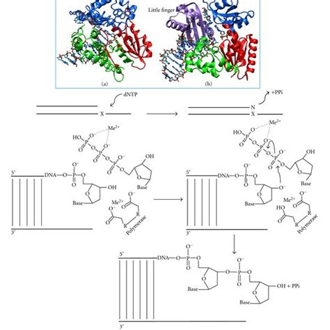 Comparison Of The Overall Folds Of A A Replicative DNA Polymerase