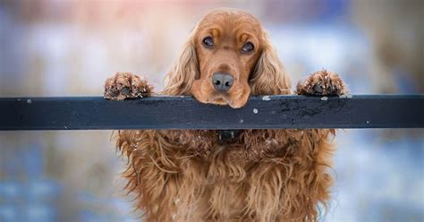 Training Fearful Dogs | Fearful Dogs