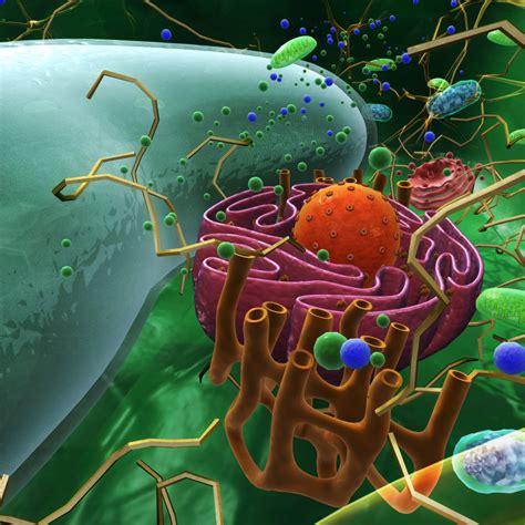 Animal Cell Organelles 3D Model