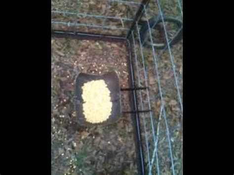 Homemade Hog Trap Youtube