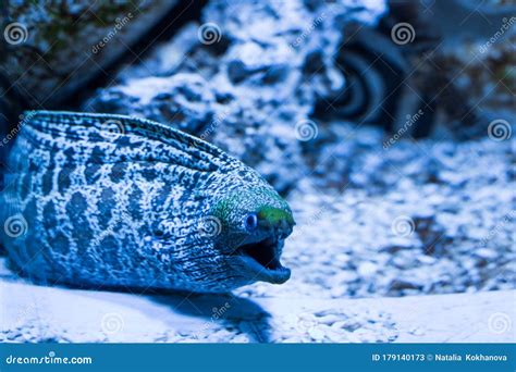 Scary Spotted Moray Eel Fish In Water Extended Its Head Stock Image