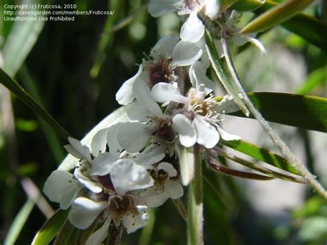 Plantfiles Pictures Agonis Species Australian Willow Myrtle