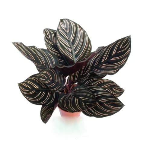 Calathea Plowmanii Elite Agricultural Services