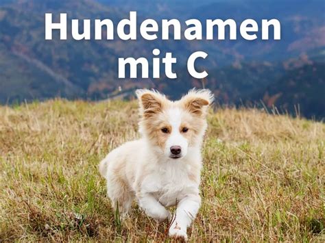 Hundenamen Mit C Hier Finden Sie Ausgefallene Und Sch Ne Namen