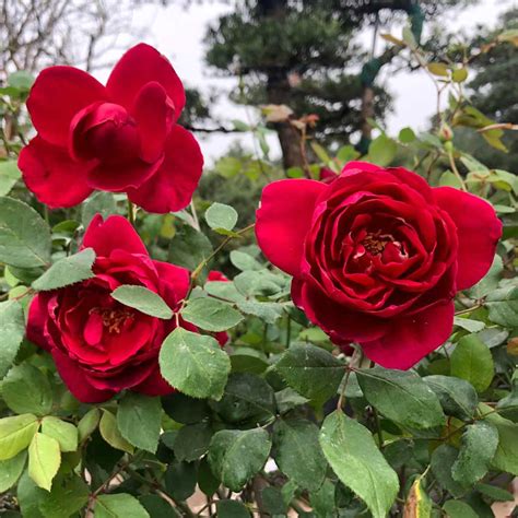 hoa hong nhung  sieng hoa sieu khoe