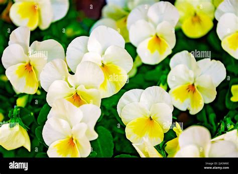 Penny Primrose Violas Hi Res Stock Photography And Images Alamy