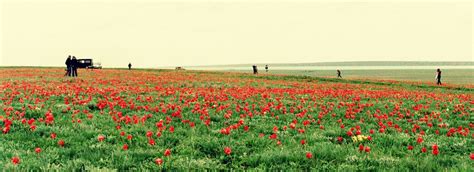Калмыкия: Тюльпаны в степи: ru_travel — LiveJournal